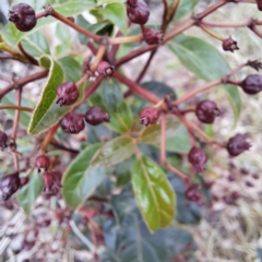 Viburnum tinus (Laurustinus) at McKellar, ACT - 5 Nov 2023 by abread111