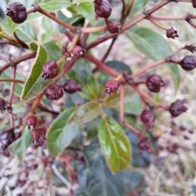 Viburnum tinus (Laurustinus) at McKellar, ACT - 5 Nov 2023 by abread111