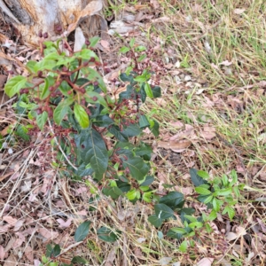 Viburnum tinus at McKellar, ACT - 5 Nov 2023 03:42 PM