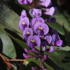 Hardenbergia violacea (False Sarsaparilla) at Molonglo Valley, ACT - 23 Jul 2023 by MichaelBedingfield