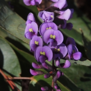 Hardenbergia violacea at Molonglo Valley, ACT - 23 Jul 2023