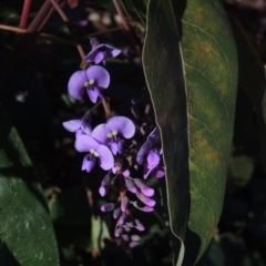 Hardenbergia violacea at Molonglo Valley, ACT - 23 Jul 2023