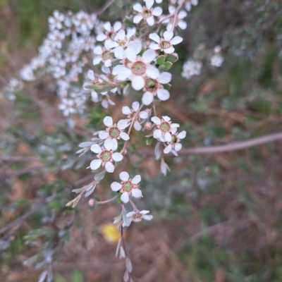 Leptospermum (genus) (Tea Tree) at McKellar, ACT - 5 Nov 2023 by abread111