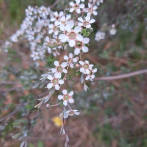 Leptospermum sp. at Croke Place Grassland (CPG) - 5 Nov 2023