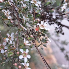 Leptospermum sp. at Croke Place Grassland (CPG) - 5 Nov 2023 03:36 PM