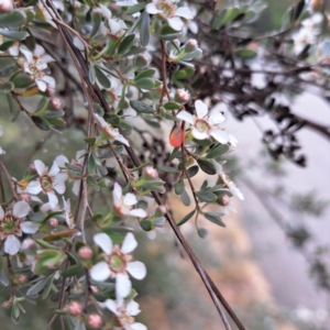 Leptospermum sp. at Croke Place Grassland (CPG) - 5 Nov 2023