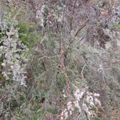 Leptospermum sp. at Croke Place Grassland (CPG) - 5 Nov 2023