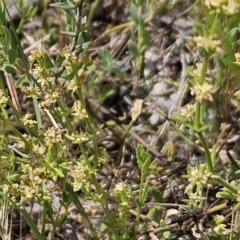 Galium gaudichaudii (Rough Bedstraw) at The Pinnacle - 28 Oct 2023 by sangio7