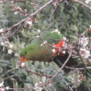 Alisterus scapularis at Conder, ACT - 14 Aug 2023