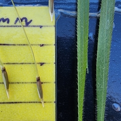 Nassella neesiana (Chilean Needlegrass) at Fyshwick, ACT - 6 Nov 2023 by Steve818