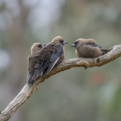 Artamus cyanopterus cyanopterus (Dusky Woodswallow) at Bellmount Forest, NSW - 5 Nov 2023 by trevsci