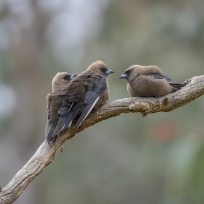 Artamus cyanopterus (Dusky Woodswallow) at Bellmount Forest, NSW - 5 Nov 2023 by trevsci