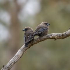 Artamus cyanopterus at Bellmount Forest, NSW - 5 Nov 2023