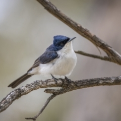 Myiagra inquieta (Restless Flycatcher) at Bellmount Forest, NSW - 5 Nov 2023 by trevsci