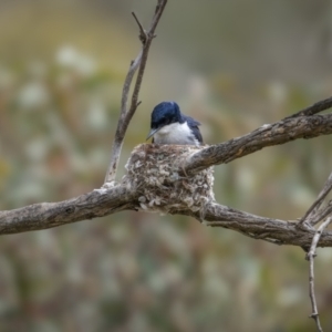 Myiagra inquieta at Bellmount Forest, NSW - 5 Nov 2023