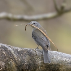 Colluricincla harmonica (Grey Shrikethrush) at Bellmount Forest, NSW - 5 Nov 2023 by trevsci