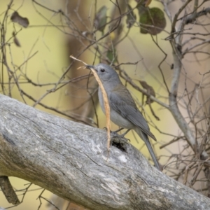 Colluricincla harmonica at Bellmount Forest, NSW - 5 Nov 2023