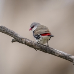 Stagonopleura guttata (Diamond Firetail) at Bellmount Forest, NSW - 5 Nov 2023 by trevsci