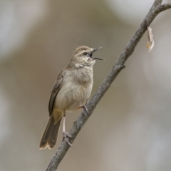 Cincloramphus mathewsi (Rufous Songlark) at Bellmount Forest, NSW - 5 Nov 2023 by trevsci