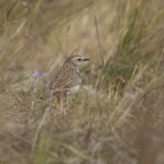 Cincloramphus mathewsi at Bellmount Forest, NSW - 5 Nov 2023 12:44 PM