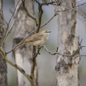 Cincloramphus mathewsi at Bellmount Forest, NSW - 5 Nov 2023