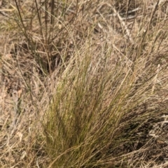 Nassella trichotoma (Serrated Tussock) at Umbagong District Park - 6 Nov 2023 by rbannister