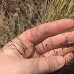 Nassella trichotoma at Latham, ACT - 6 Nov 2023