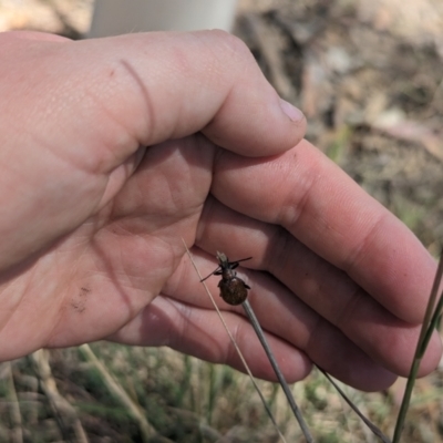 Ecnolagria sp. (genus) (A brown darkling beetle) at Latham, ACT - 6 Nov 2023 by rbannister