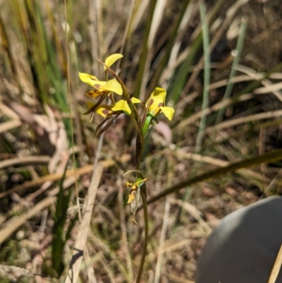 Diuris sulphurea (Tiger Orchid) at Gungaderra Grasslands - 2 Nov 2023 by rbannister