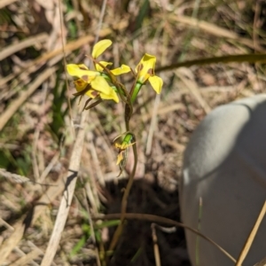 Diuris sulphurea at Kaleen, ACT - 2 Nov 2023