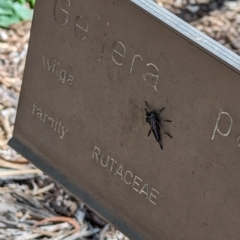 Cerdistus sp. (genus) at ANBG - 2 Nov 2023