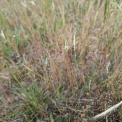 Anthosachne scabra at Florey, ACT - 5 Nov 2023 03:42 PM