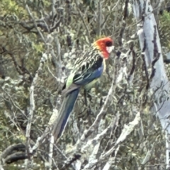 Platycercus eximius (Eastern Rosella) at Kangaroo Valley, NSW - 6 Nov 2023 by lbradley