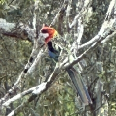 Platycercus eximius at Kangaroo Valley, NSW - suppressed