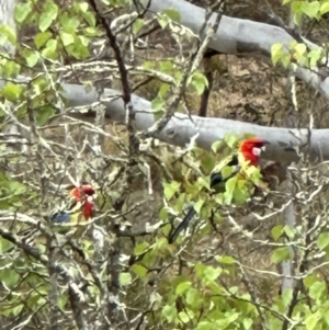 Platycercus eximius at Kangaroo Valley, NSW - suppressed