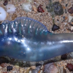 Physalia sp. (genus) at Wellington Point, QLD - 5 Nov 2023 by TimL