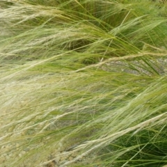 Nassella tenuissima (Mexican Feather Grass) at Fraser, ACT - 8 Dec 2015 by Steve818