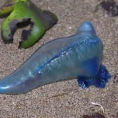 Physalia sp. (genus) at Wellington Point, QLD - 4 Nov 2023 by TimL