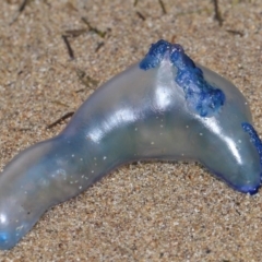 Physalia sp. (genus) at Wellington Point, QLD - 4 Nov 2023 by TimL