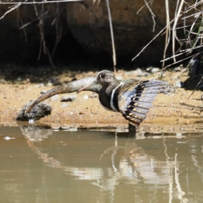 Rostratula australis (Australian Painted-snipe) at Molonglo Valley, ACT - 6 Nov 2023 by Caric