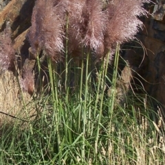 Cortaderia jubata (Pink Pampas Grass) at Kenny, ACT - 3 Nov 2010 by Steve818