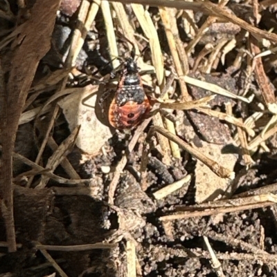 Dindymus versicolor (Harlequin Bug) at Kangaroo Valley, NSW - 6 Nov 2023 by lbradley