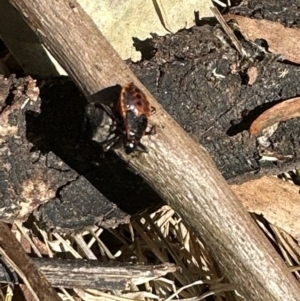 Dindymus versicolor at Kangaroo Valley, NSW - 6 Nov 2023