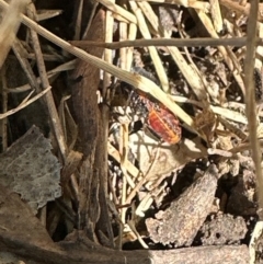 Dindymus versicolor at Kangaroo Valley, NSW - suppressed