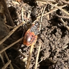 Dindymus versicolor at Kangaroo Valley, NSW - suppressed