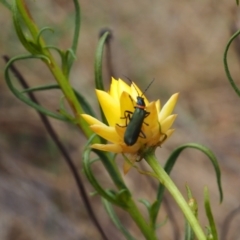 Chauliognathus lugubris (Plague Soldier Beetle) at Griffith, ACT - 5 Nov 2023 by JodieR