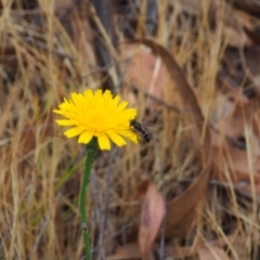 Syrphini sp. (tribe) (Unidentified syrphine hover fly) at Griffith Woodland - 5 Nov 2023 by JodieR