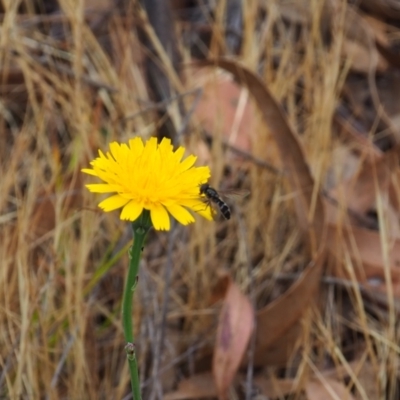 Syrphini sp. (tribe) (Unidentified syrphine hover fly) at Griffith, ACT - 5 Nov 2023 by JodieR