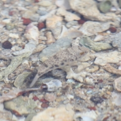 Unidentified Marine Fish Uncategorised at Wellington Point, QLD - 5 Nov 2023 by TimL