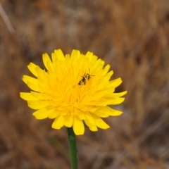 Lasioglossum (Chilalictus) sp. (genus & subgenus) at Griffith, ACT - 5 Nov 2023 by JodieR